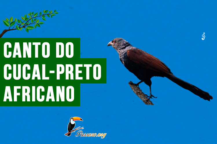 Canto do cucal-preto-africano