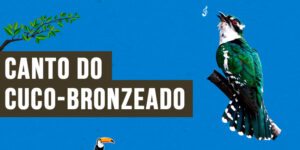 Canto do cuco-bronzeado