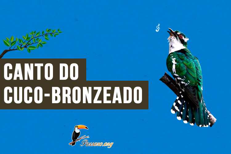 Canto do cuco-bronzeado