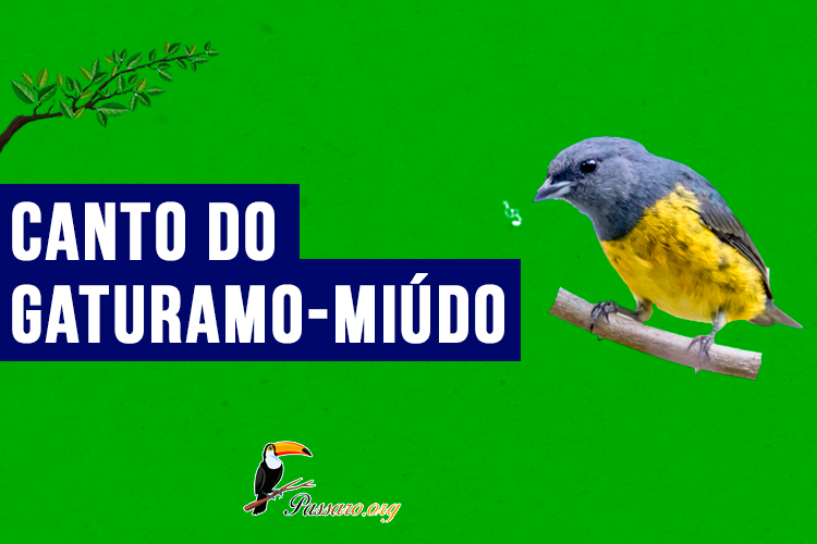 Canto do gaturamo-miudo