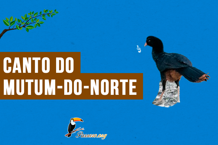 Canto do mutum-do-norte