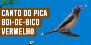 canto do pica-boi-de-bico-vermelho