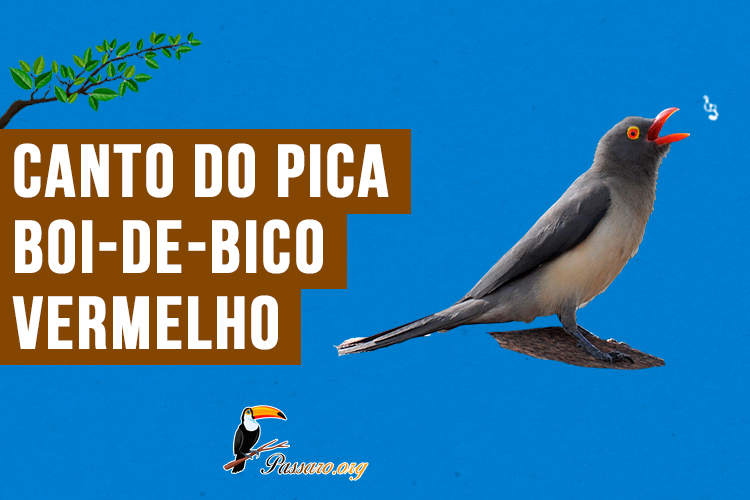 canto do pica-boi-de-bico-vermelho