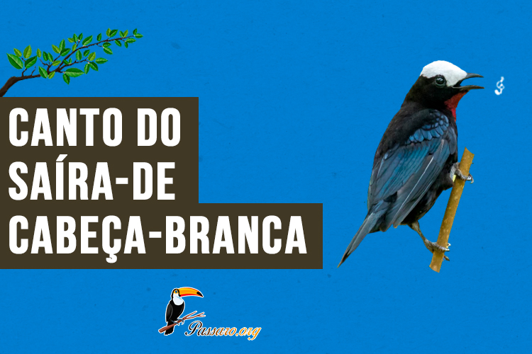 Canto do saíra-de-cabeça-branca