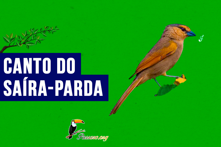 Canto do saíra-parda