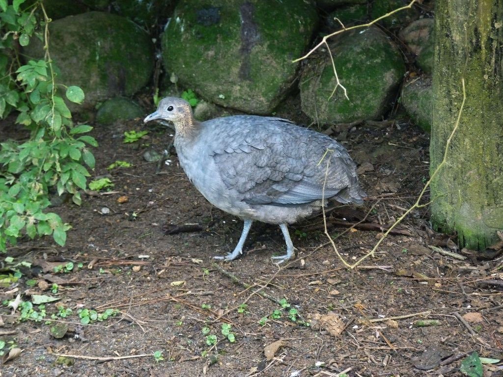 Caracteristicas da inhambu-galinha~1