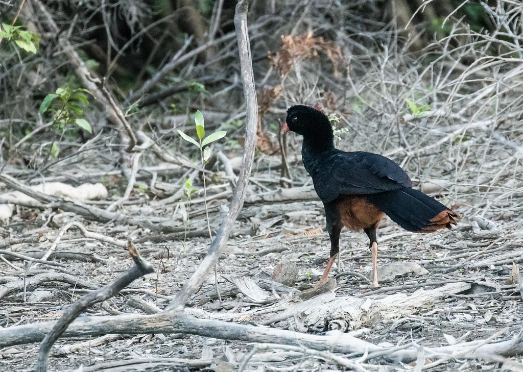 Habitat do mutum-do-norte