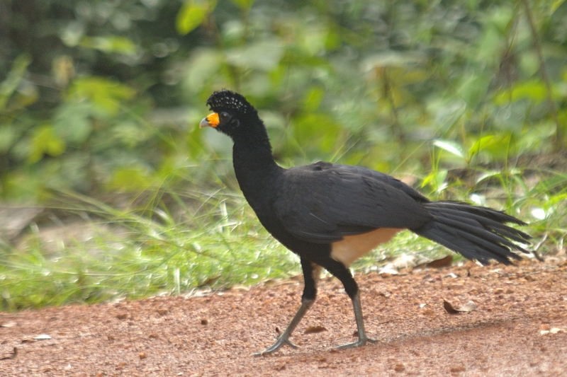 Habitat do mutum-poranga~1