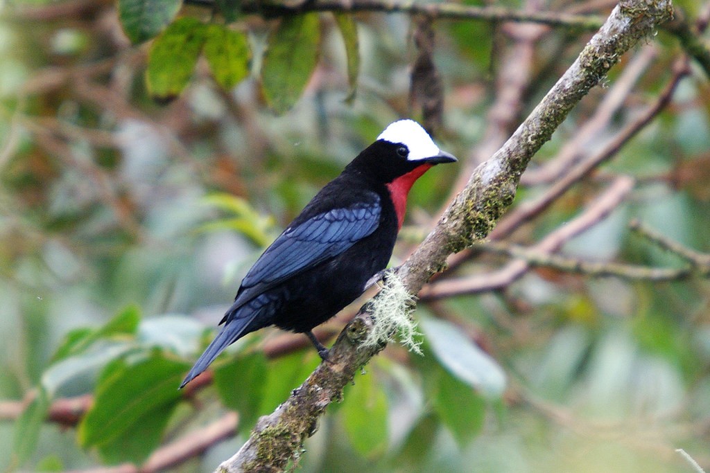 Saíra-de-cabeça-branca