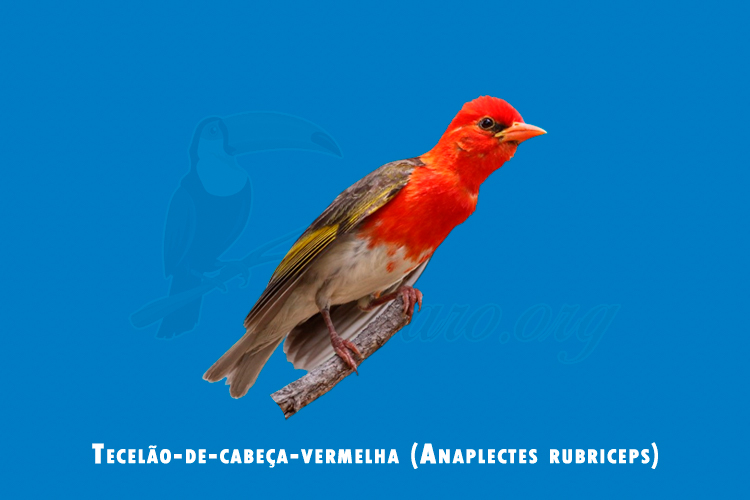 Tecelao-de-cabeca-vermelha (anaplectes rubriceps)