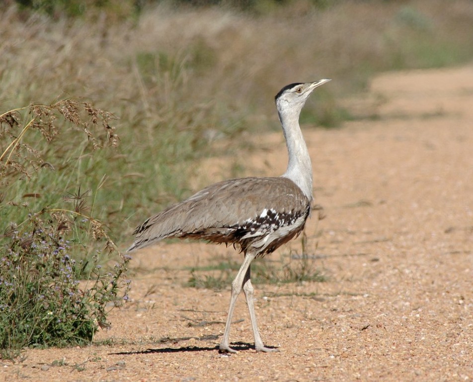 abetarda-australiana