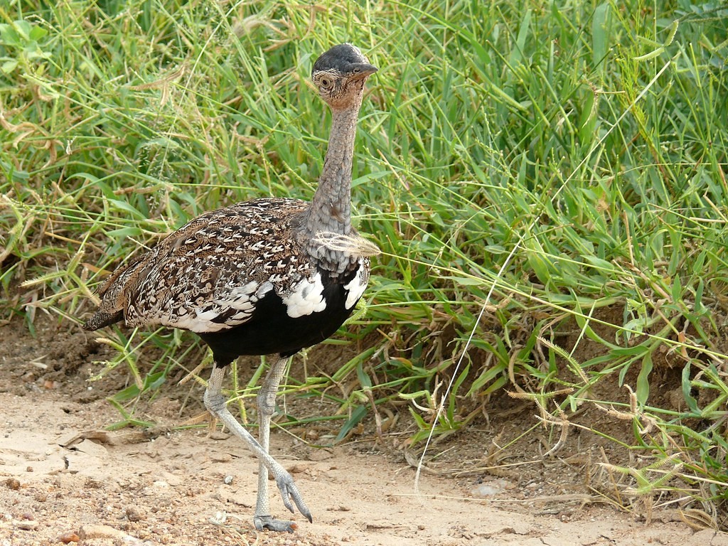 abetarda-de-poupa