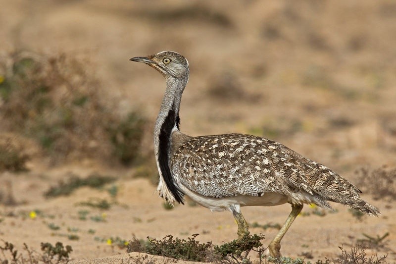 abetarda houbara