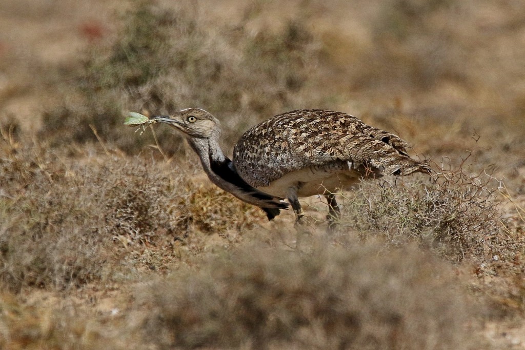 abetarda houbara