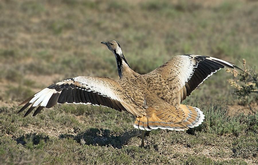 abetarda houbara