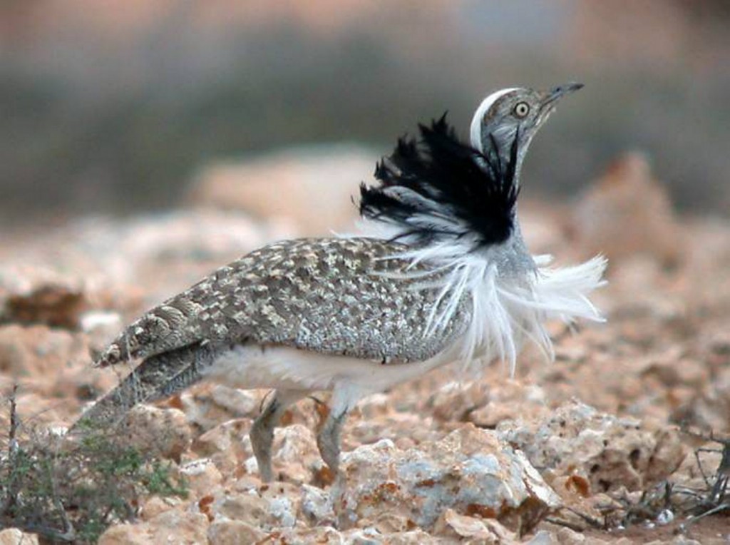 abetarda houbara