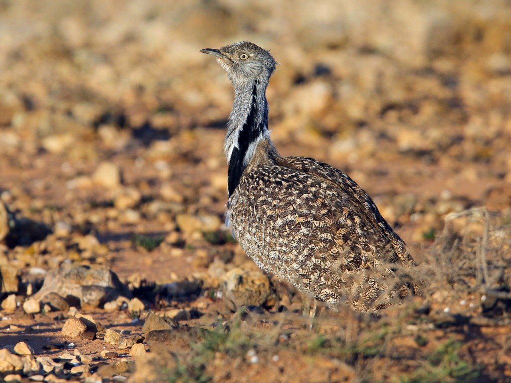 abetarda houbara