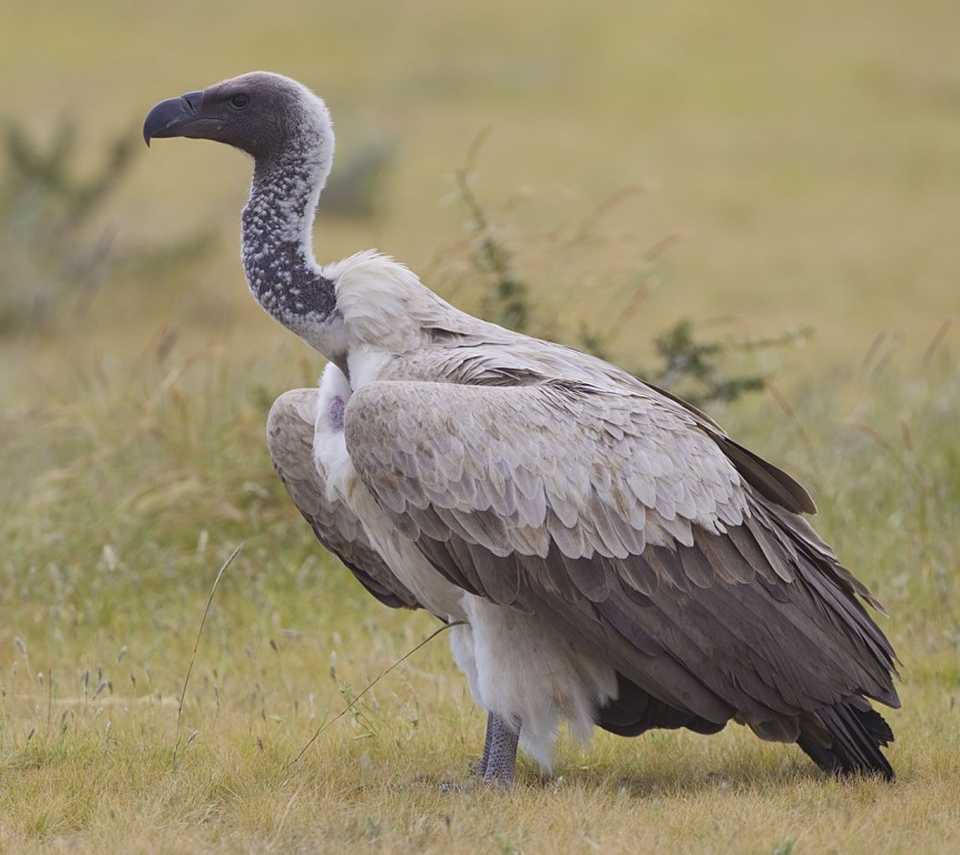 abutre-de-rabadilha-branca