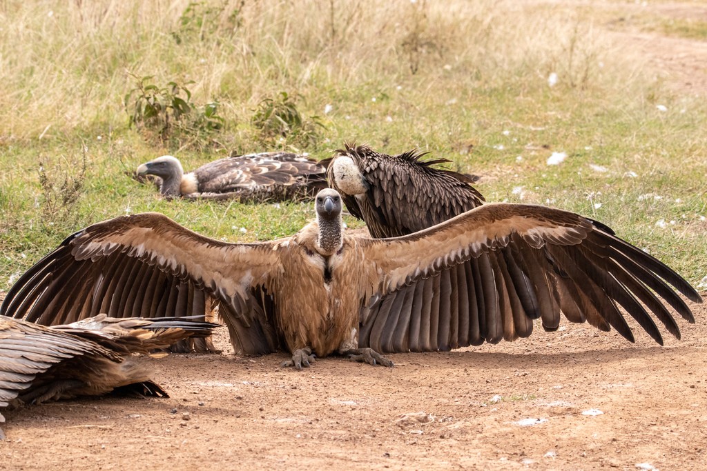 abutre-de-rabadilha-branca