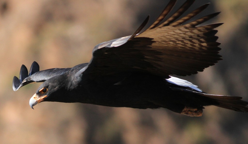 aguia-negra-africana​