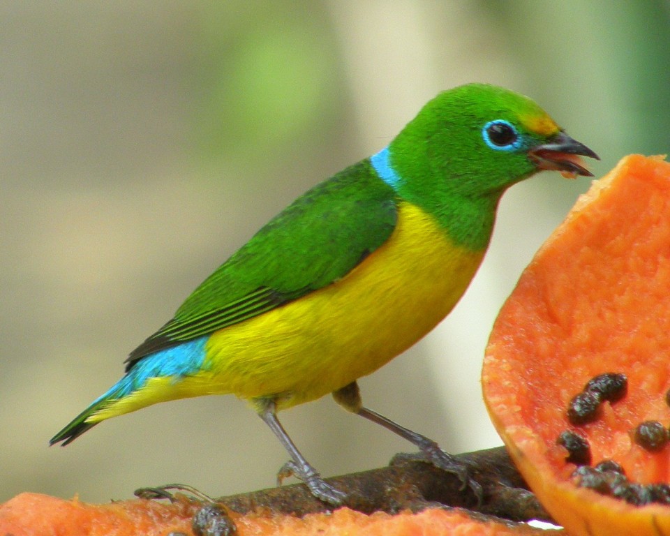 alimentacao do clorofonia de nuca azul