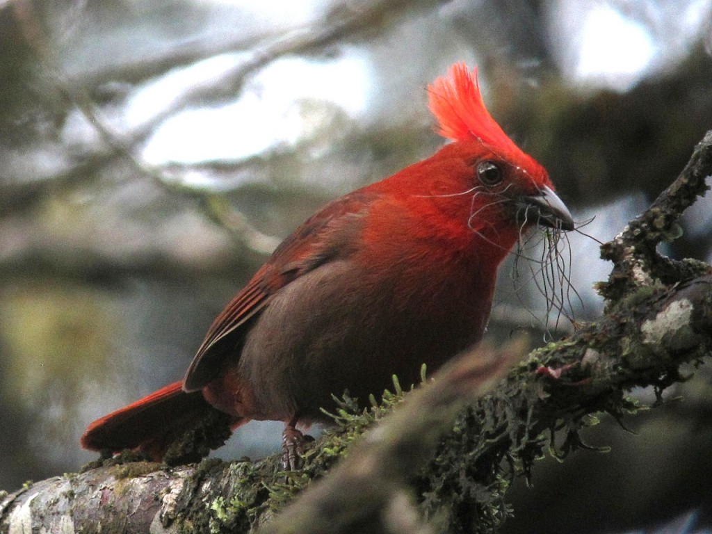 alimentacao do crested ant-tanager