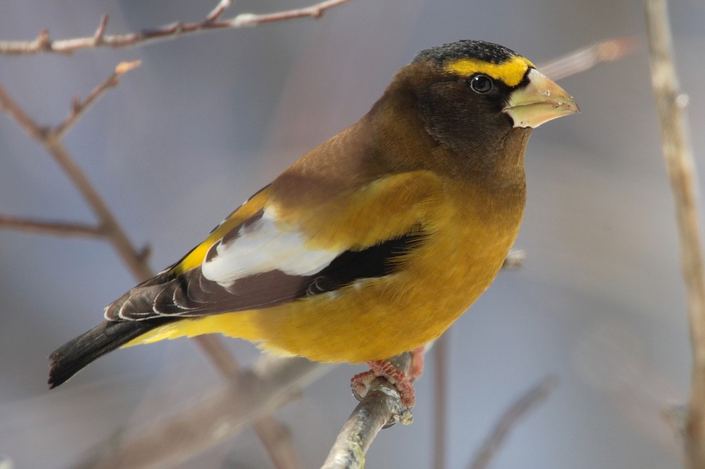 alimentacao do grosbeak noturno