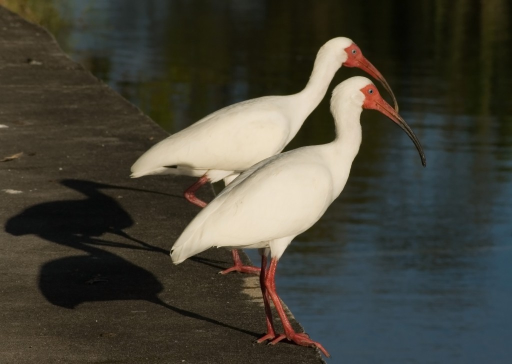 alimentacao do ibis-branco-americano