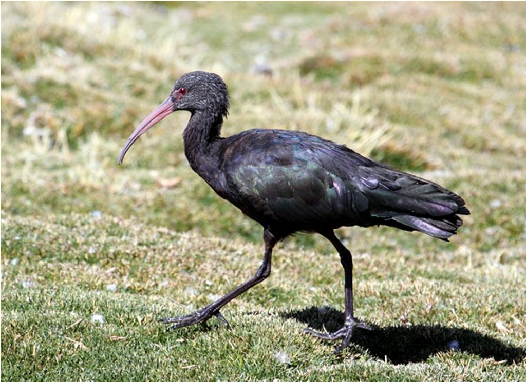 alimentacao do ibis da puna