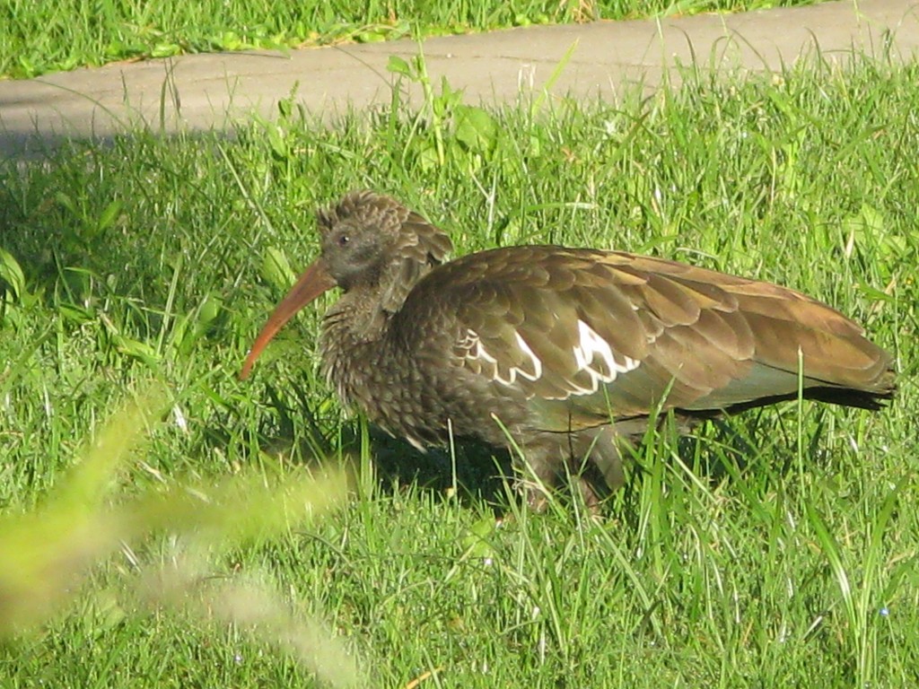 alimentacao do ibis-de-barbela