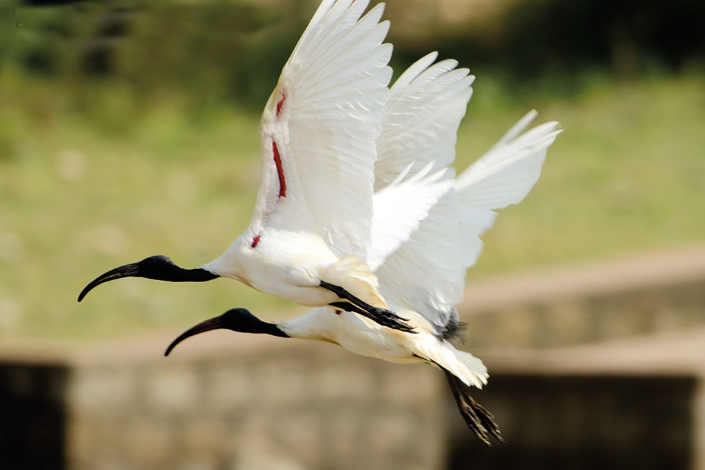 alimentacao do ibis-de-cabeca-negra