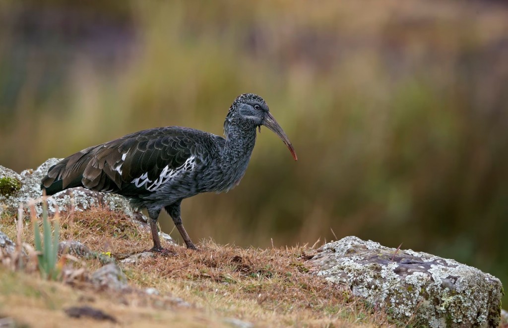 alimentacao do ibis de cara negra