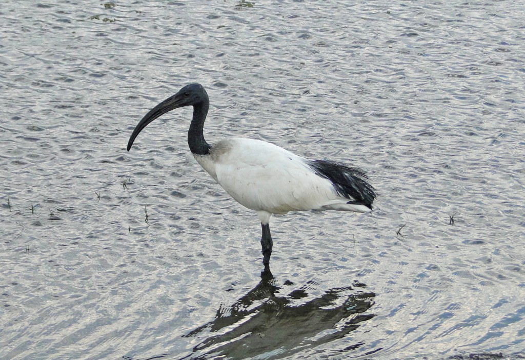 alimentacao do ibis-de-pescoco-de-palha