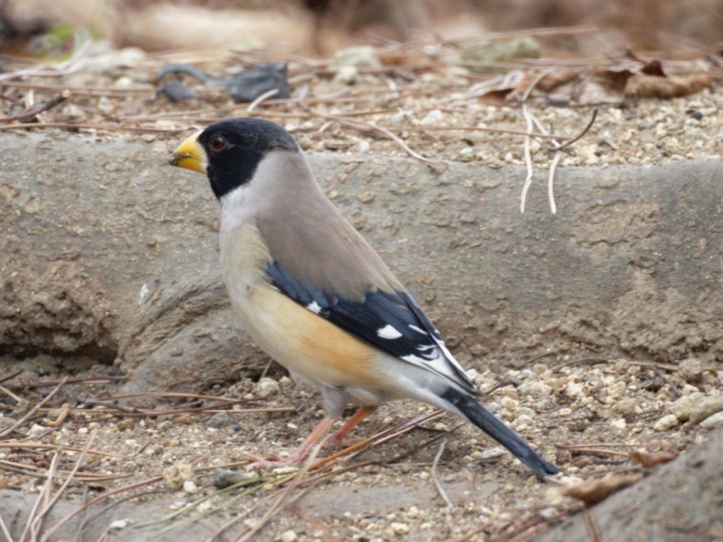 alimentacao do yellow-billed grosbeak