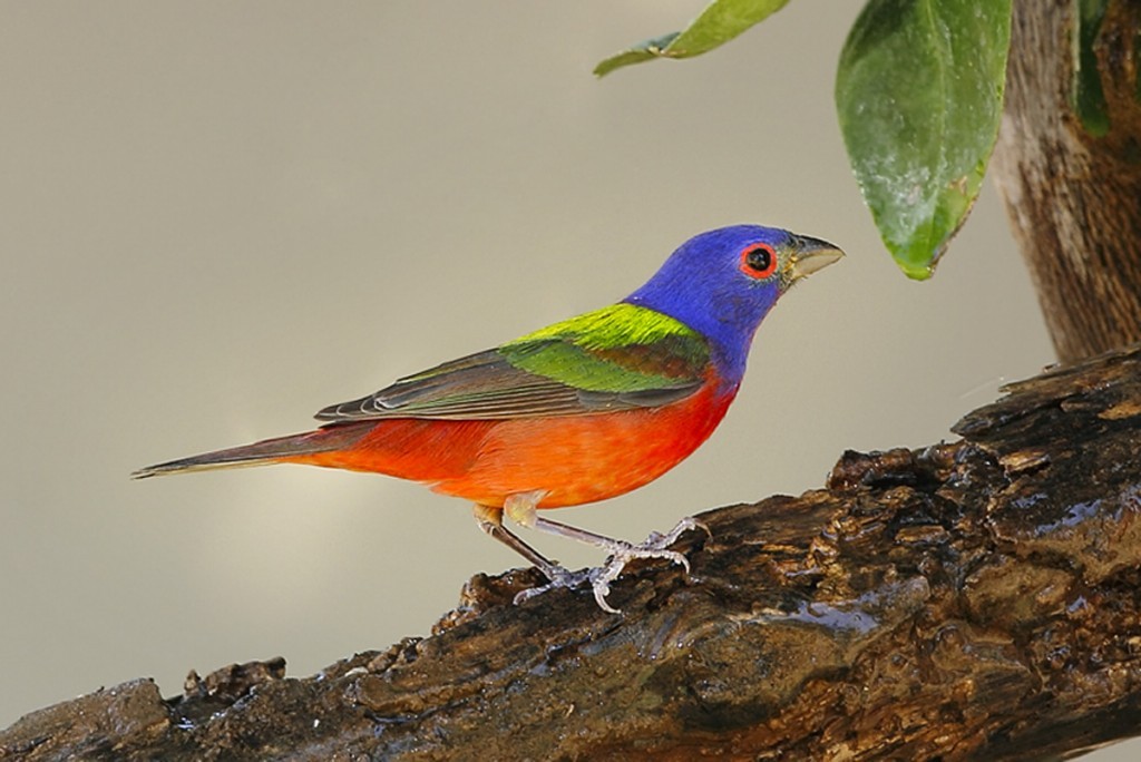 bandeira pintada