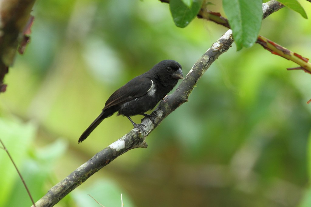 bicudo-de-bico-preto