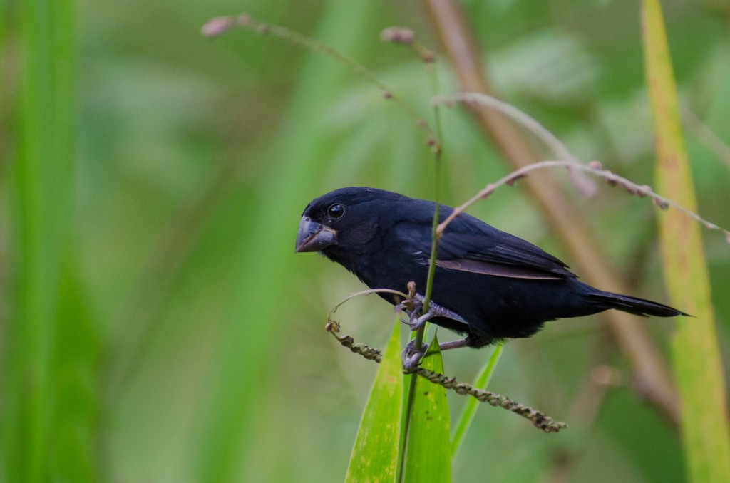 bicudo-de-bico-preto