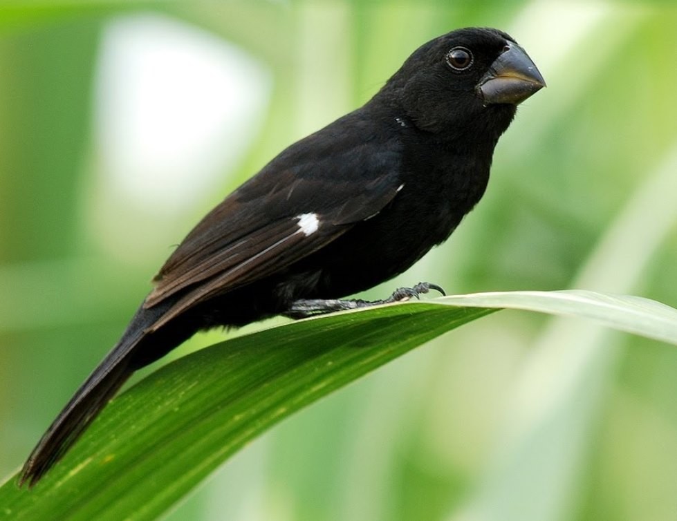 bicudo-de-bico-preto