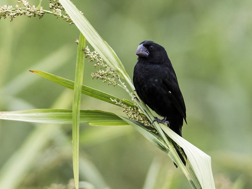 bicudo-de-bico-preto