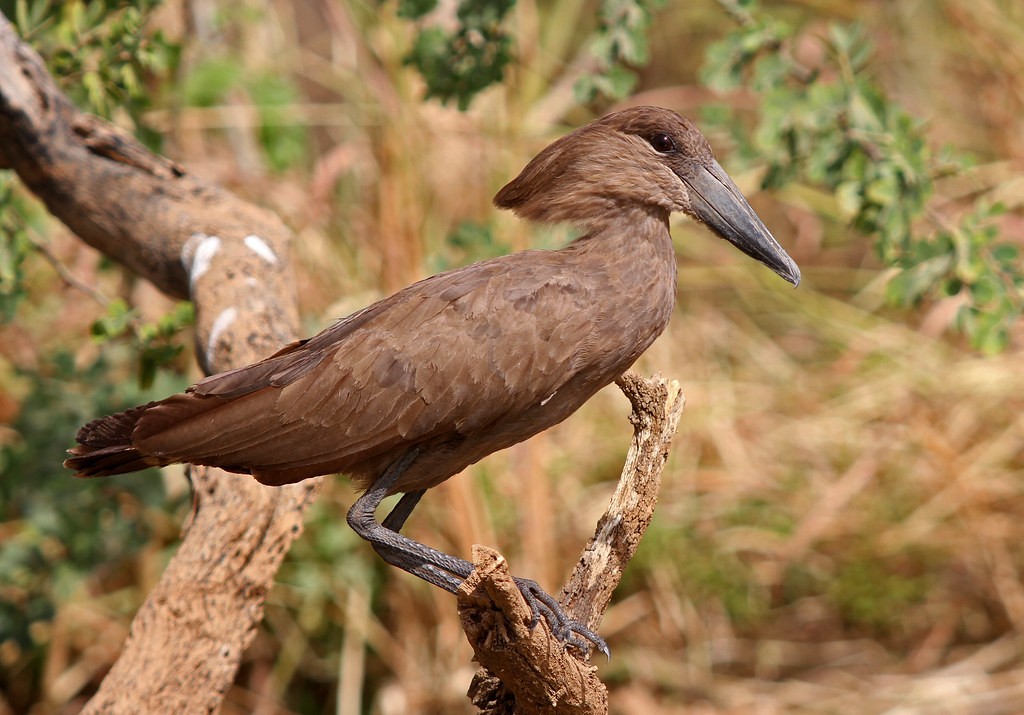 cabeca-de-martelo