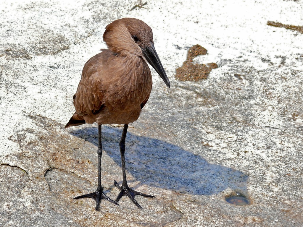 cabeca-de-martelo