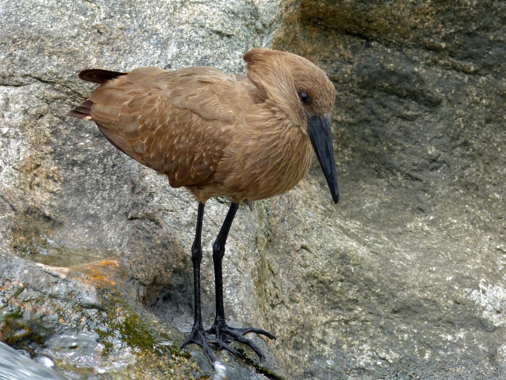 cabeca-de-martelo