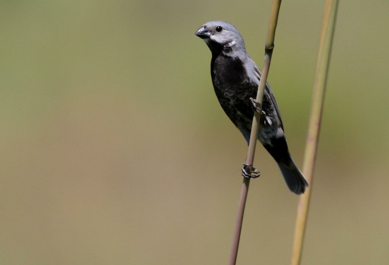 caboclinho-de-barriga-preta 