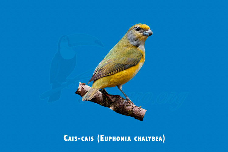 cais-cais ( euphonia chalybea )