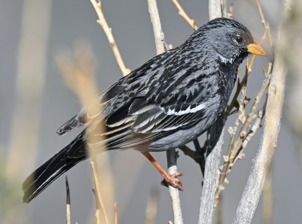 canario-andino-negro