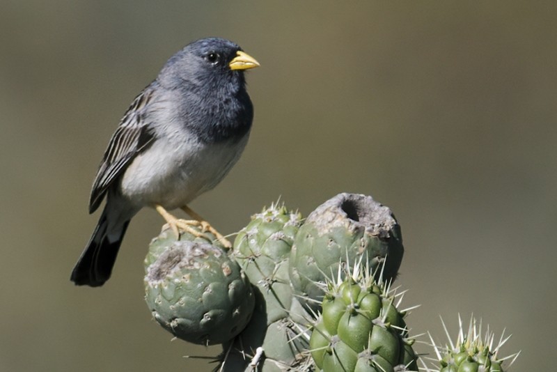 canario-andino-negro 