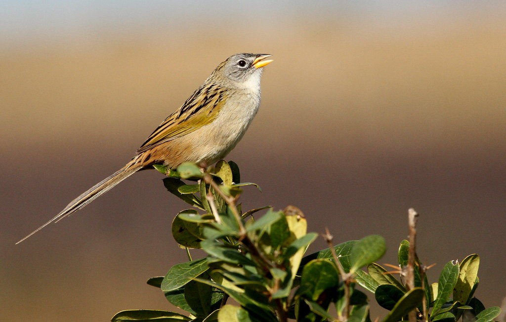 canario-do-brejo