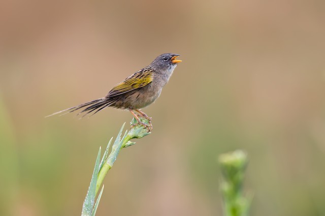 canario-do-brejo