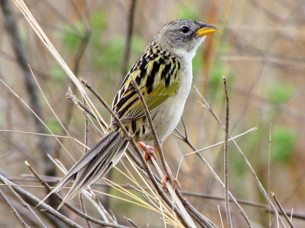 canario-do-brejo