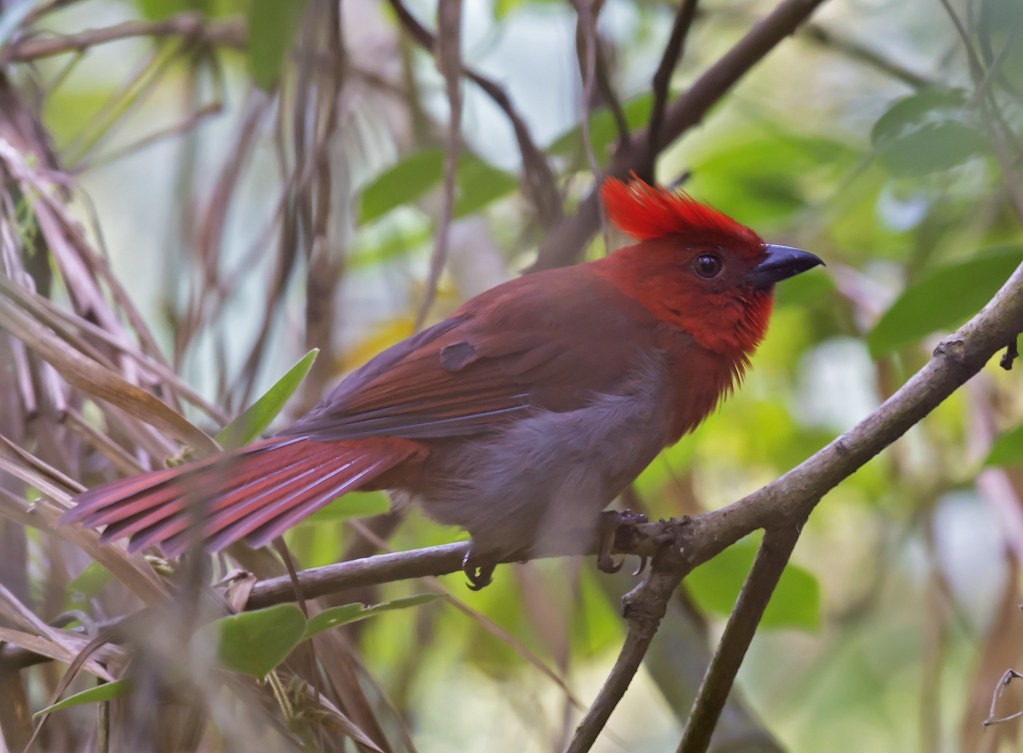 canto do crested ant-tanager